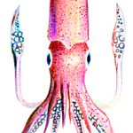 TINTA DE CALAMAR. El reino de la casquería