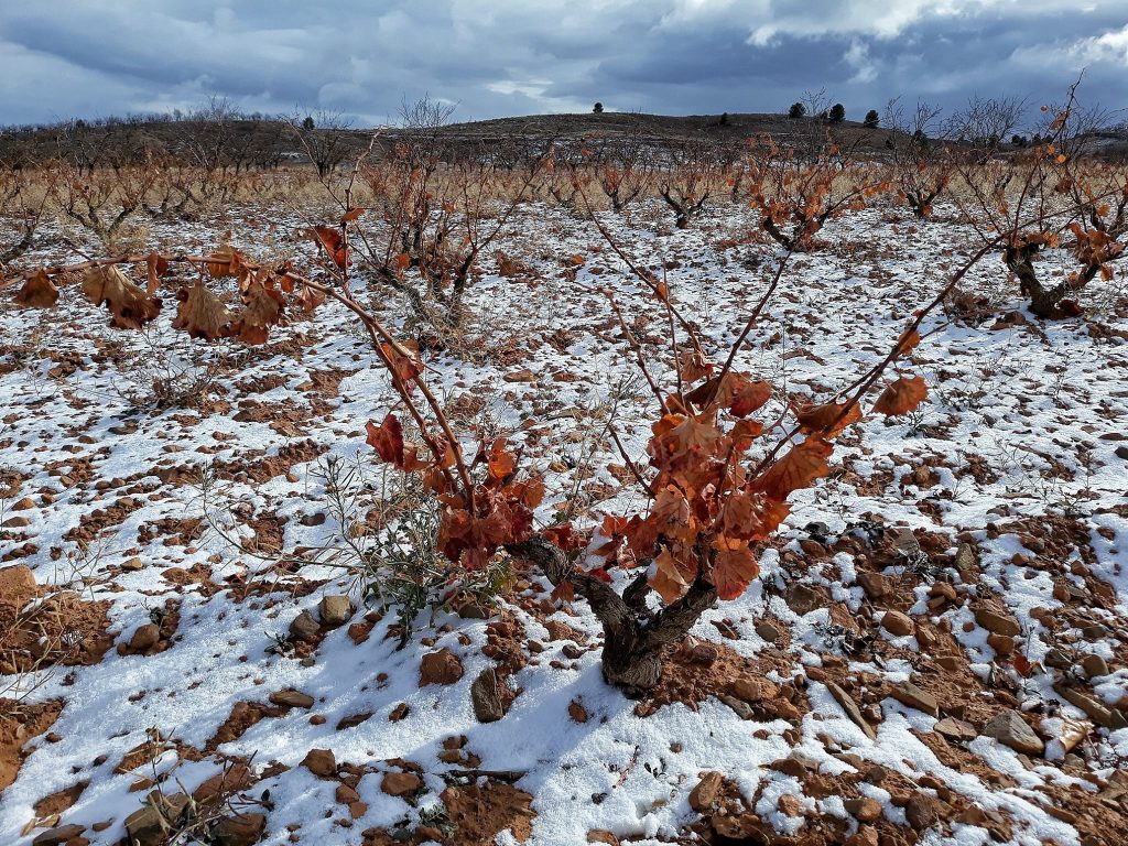 Viñedo nevado DOP Calatayud