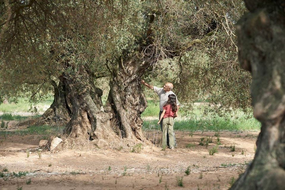 Apadrina un olivo 