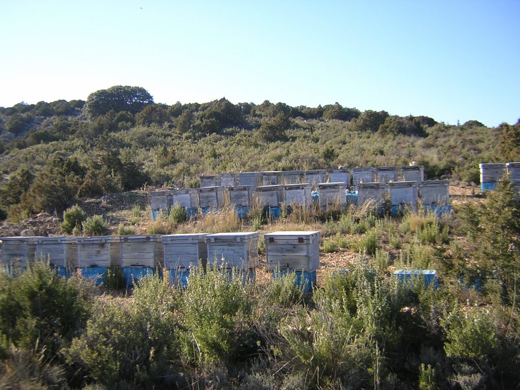 miel COLMENAS EN EL MONTE