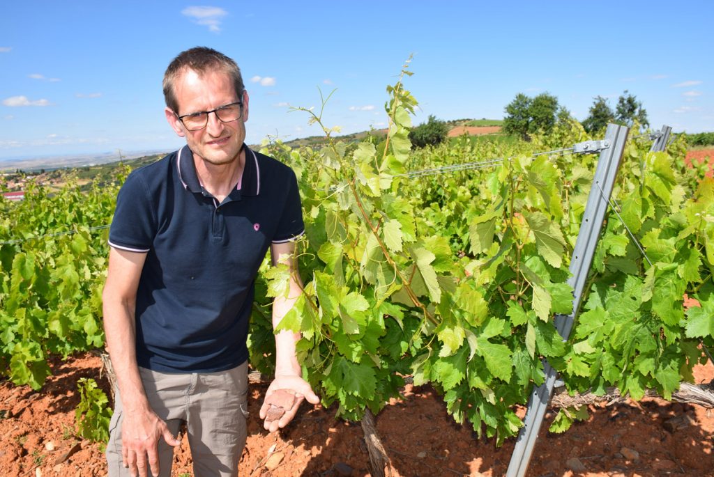 El técnico Laurent Duret durante los trabajos en un viñedo de Cosuenda de uva cariñena (2)