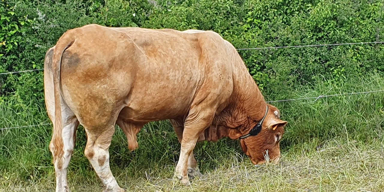 Presentado el informe ‘Carne de vacuno en España: producción, mercados y prospectiva’, con destacada colaboración del CITA