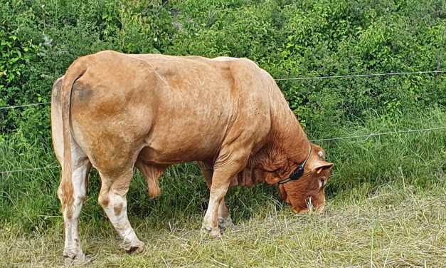 Presentado el informe ‘Carne de vacuno en España: producción, mercados y prospectiva’, con destacada colaboración del CITA