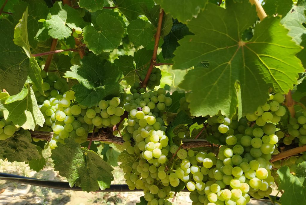 Bodega Pirineos Riesling 2020