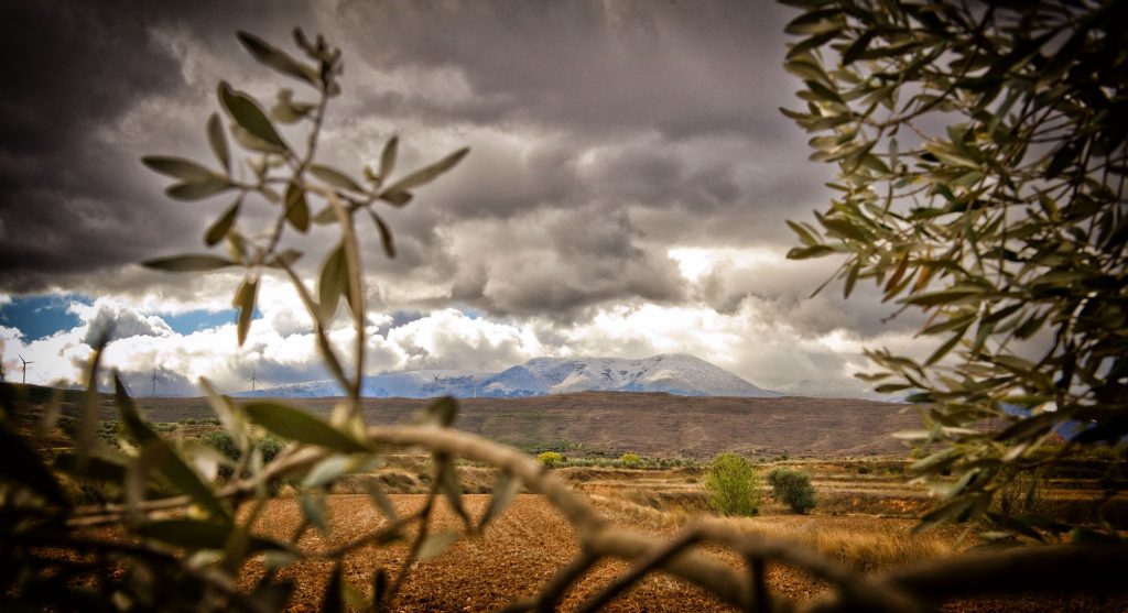 Olivo y Moncayo - DOP Aceite Sierra del Moncayo