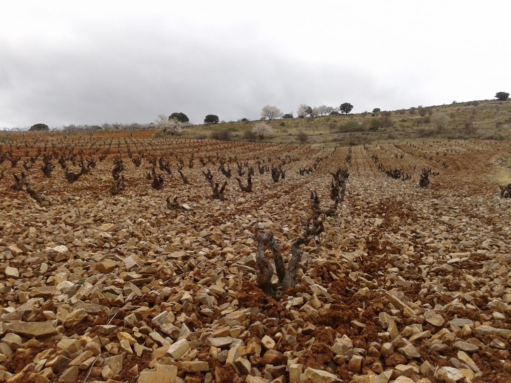 VIÑAS VIEJAS CALATAYUD INVIERNO