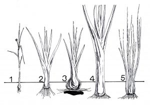 Tipos de puerros