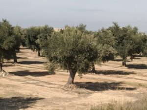 Olivos Caspe DeMolina