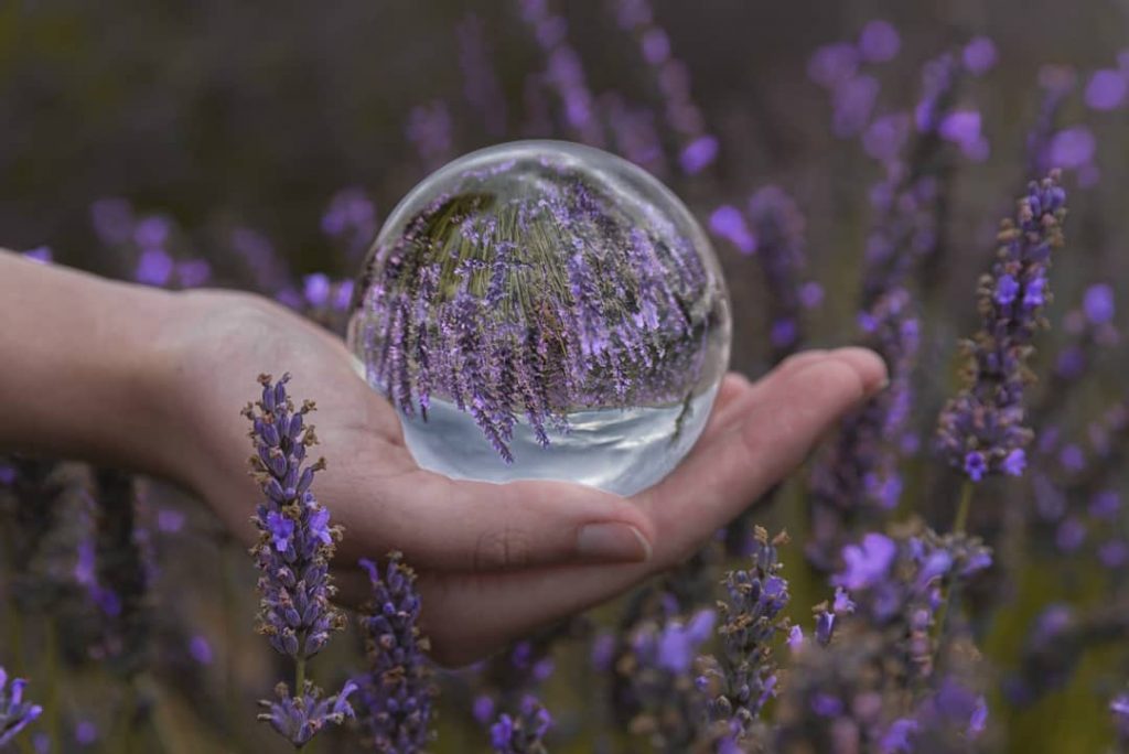 LAVANDA foto_anaartiaga bola 1º premio