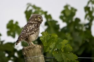 Mochuelo Viñas del Vero