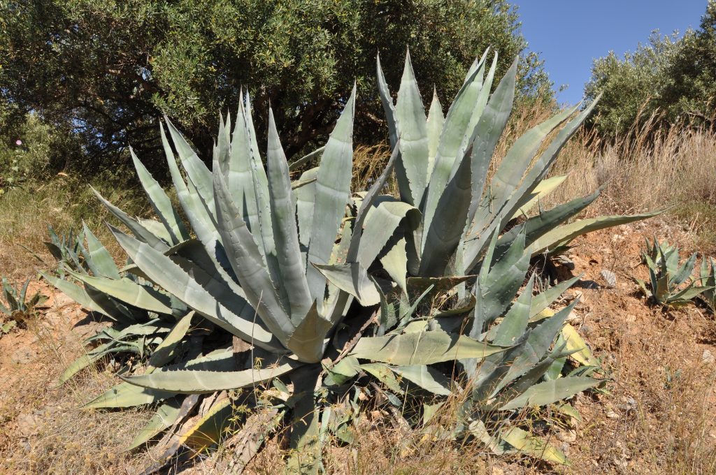 CULT Agave americana R01 INT - copia