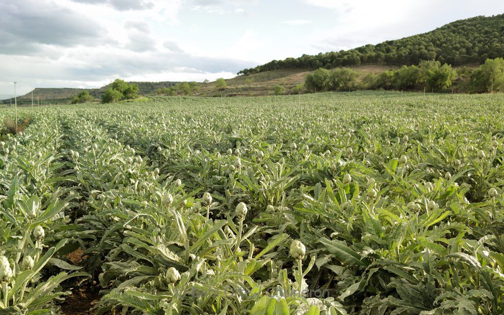 ECO Alcachofa de Tudela GOC