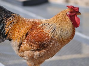 ECO gallinas serrana Teruel