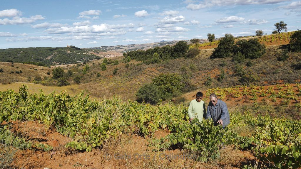 VIN Coop Santo Tomas Daroca GOC