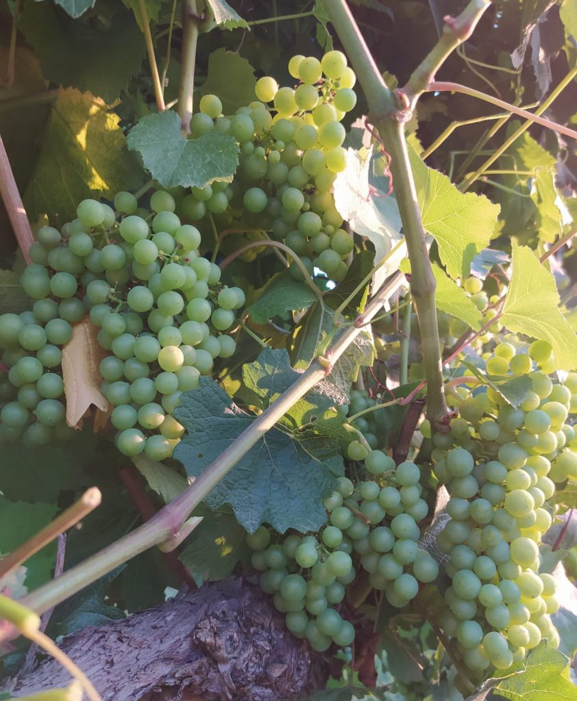 Vendimia Bodega Pirineos