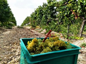 21 Enate Vendimia de chardonnay en ENATE