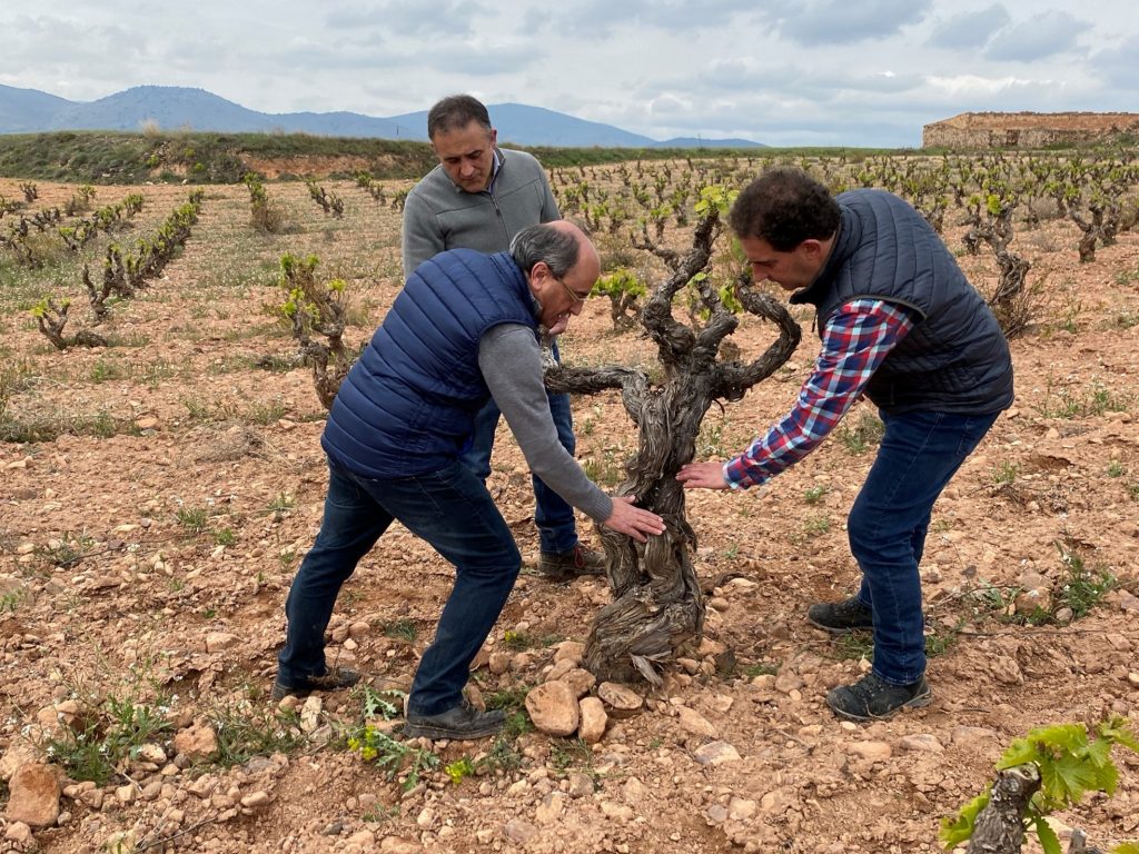 Enólogos de Aragonesas en viñedo centenario