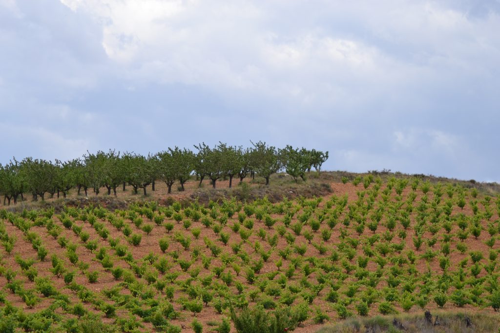 Viñedos Calatayud