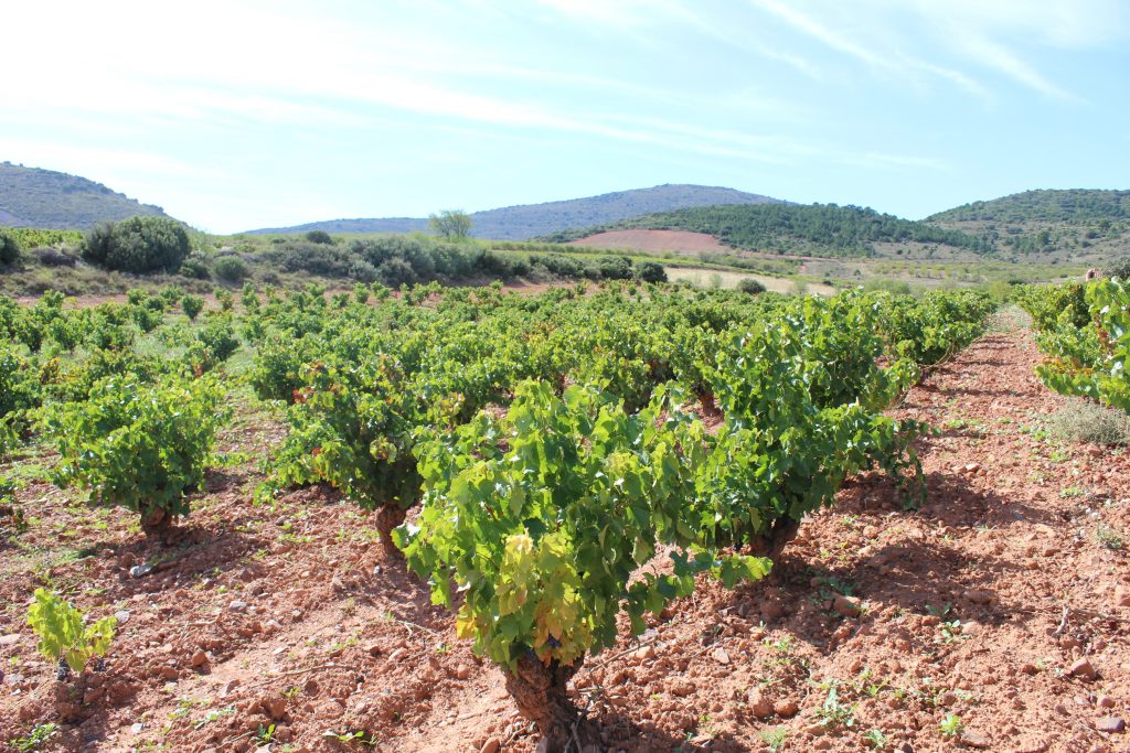 VIN Viñedos Borsao