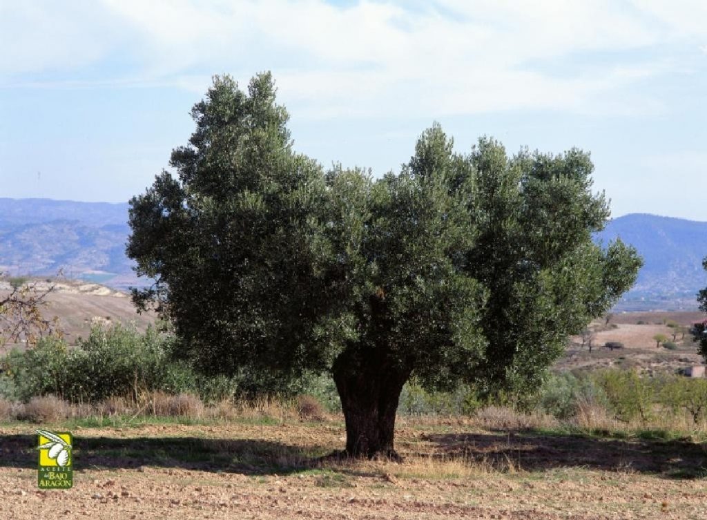 OLIVAR_DEL_BAJO_ARAGON_DE_E