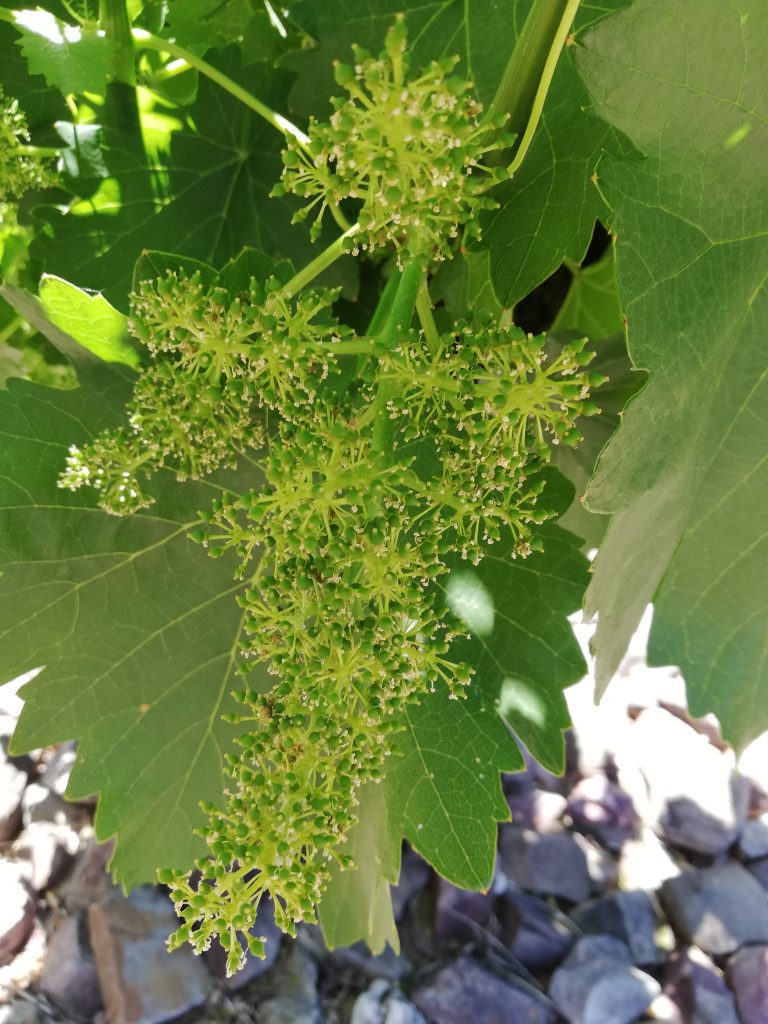 FLORACIÓN DOP CALATAYUD