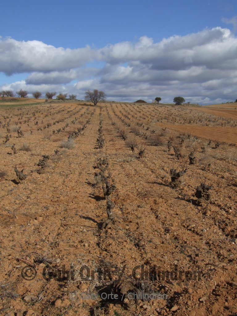 VIN Viñas Murero