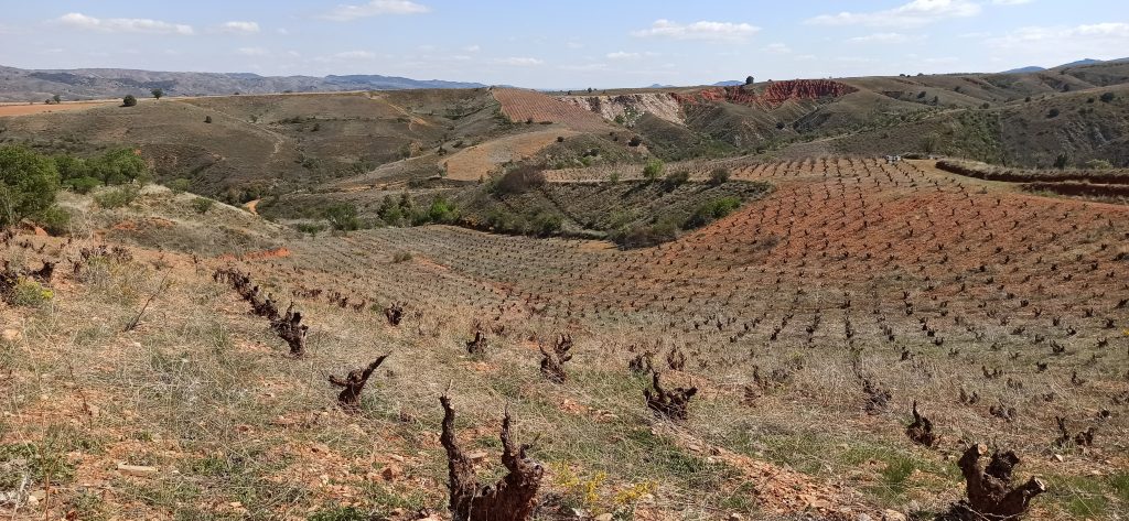 VINO ENO Daroca vides