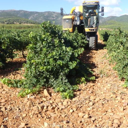 Cariñena vendimia