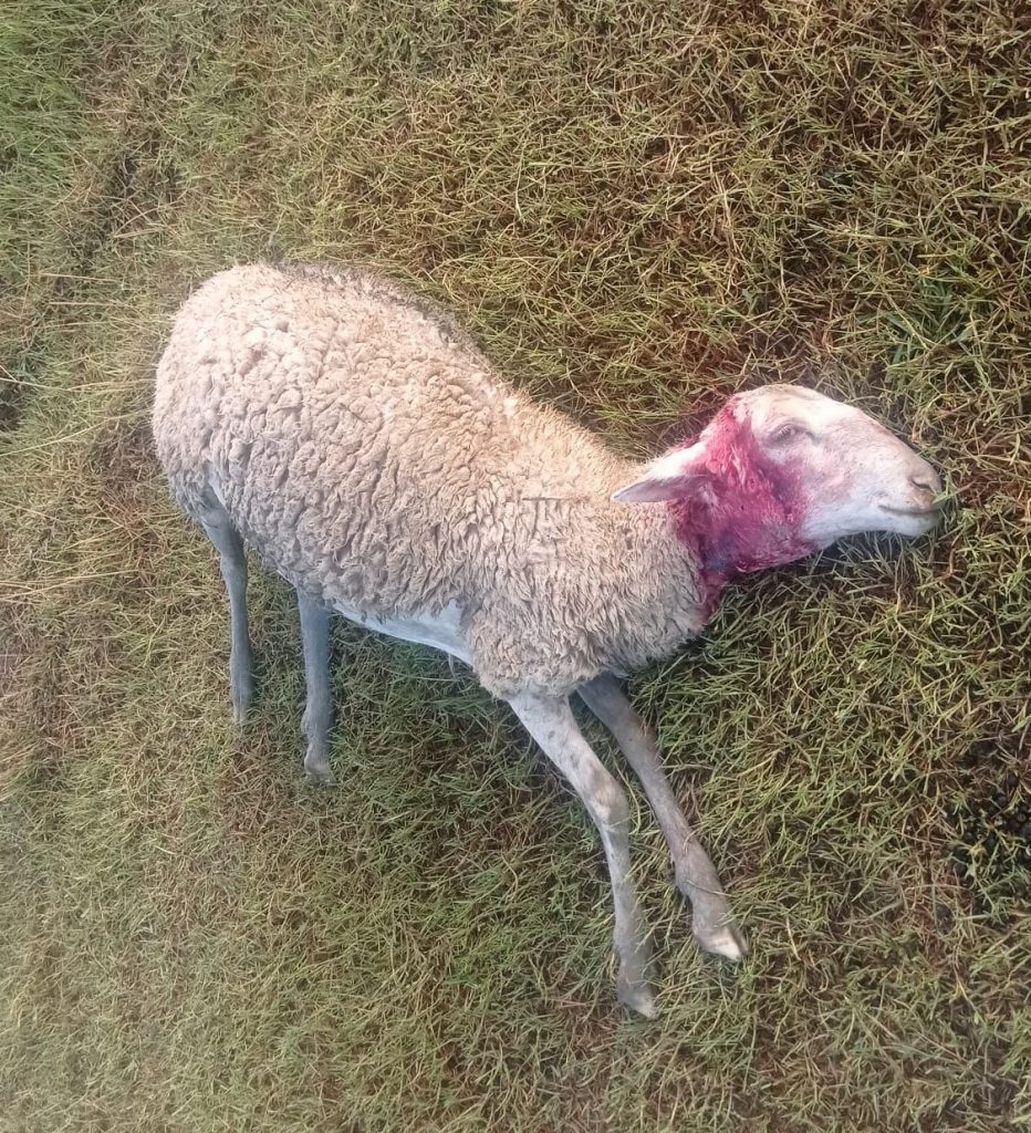 Oveja muerta ataque lobo Robres