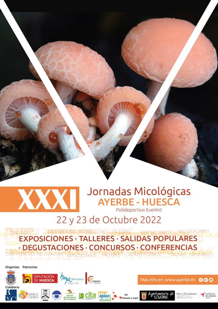 oct setas Ayerbe 4