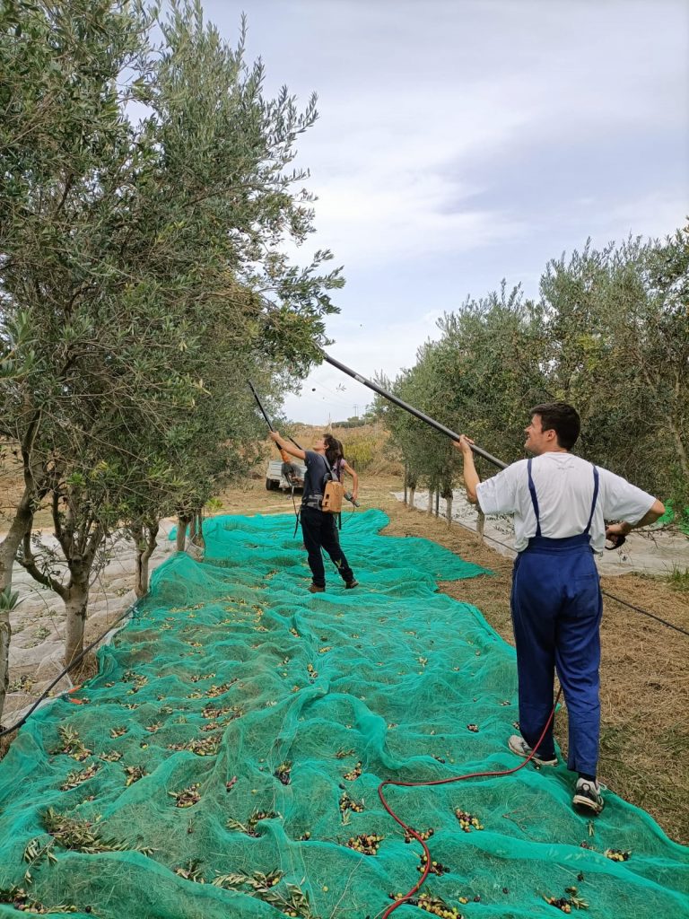 ECO Slow Huesca Arbequina