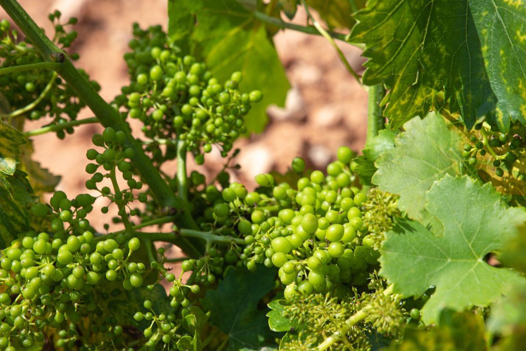 Estado-del-grano-del-uva-en-de-la-Sierra-de-Armantes-Calatayud