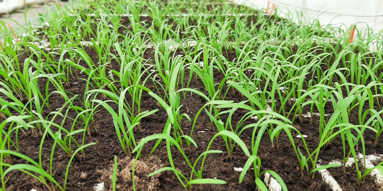 El CITA publica un artículo científico sobre los beneficios para la salud de las hortalizas aragonesas de hoja