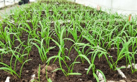 El CITA publica un artículo científico sobre los beneficios para la salud de las hortalizas aragonesas de hoja