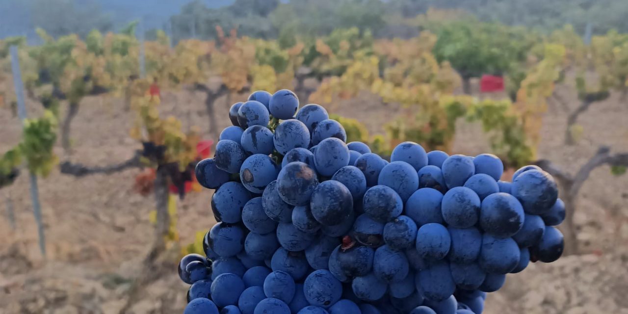 Bodega Pirineos cierra su vendimia número 30, con 3.5 millones de kilos de uva de alta calidad