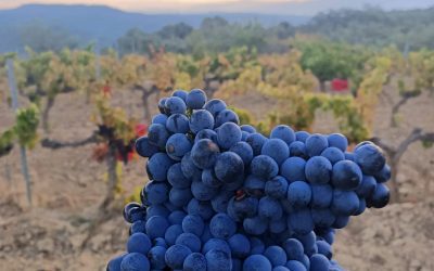 Bodega Pirineos cierra su vendimia número 30, con 3.5 millones de kilos de uva de alta calidad