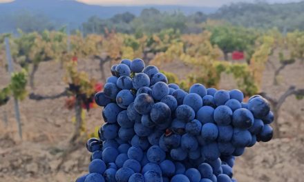 Bodega Pirineos cierra su vendimia número 30, con 3.5 millones de kilos de uva de alta calidad