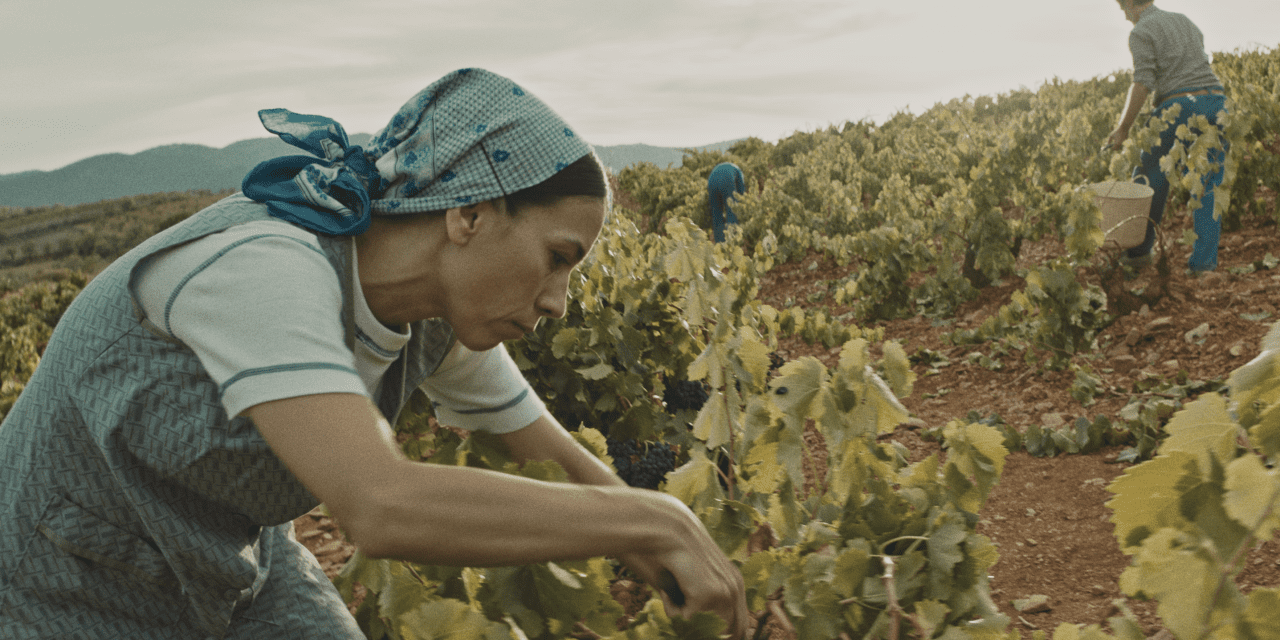 Arranca el rodaje de ‘Cariñena, vino del mar’, de Javier Calvo