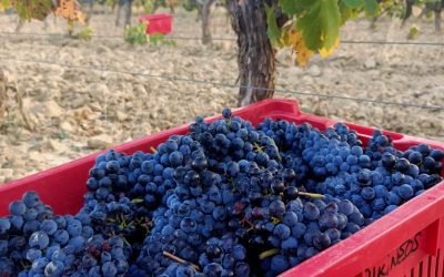 Somontano concluye la vendimia con más de diecinueve millones de kilos de uva