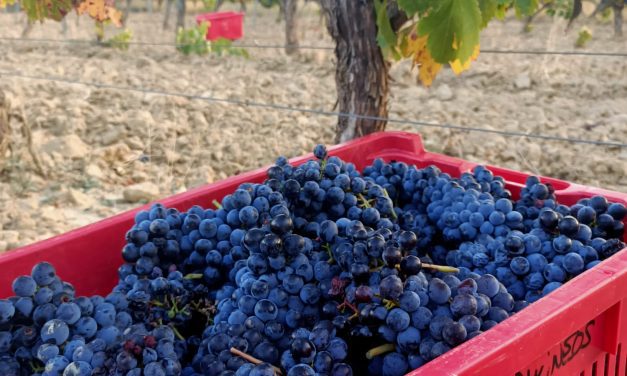 Somontano concluye la vendimia con más de diecinueve millones de kilos de uva