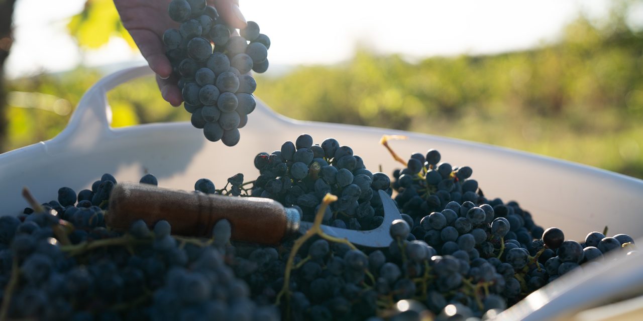 La DOP Calatayud cierra su vendimia con 7,5 millones de kilos de uva recogidas de muy alta calidad
