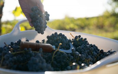 La DOP Calatayud cierra su vendimia con 7,5 millones de kilos de uva recogidas de muy alta calidad