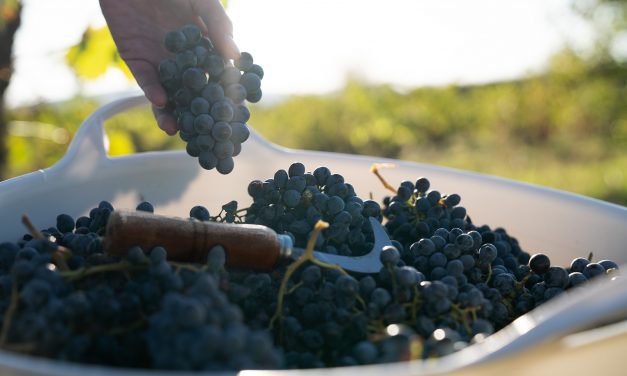 La DOP Calatayud cierra su vendimia con 7,5 millones de kilos de uva recogidas de muy alta calidad