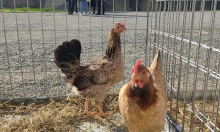 Follarasca clausura el encuentro de la Red de Municipios por la Agroecología con el producto local como protagonista