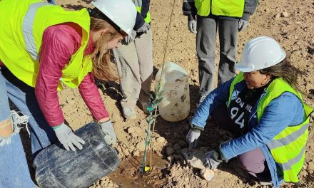 Apadrinaunolivo.org avanza en la reforestación de Mina Beatriz en Oliete junto a estudiantes norteamericanos