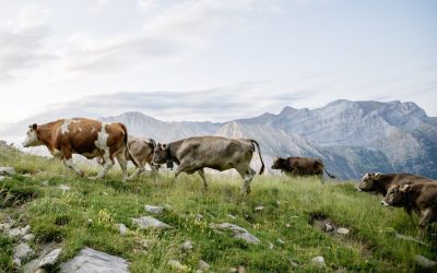 El Gobierno de Aragón destaca la importancia económica, medioambiental y cultural de la trashumancia en la comunidad