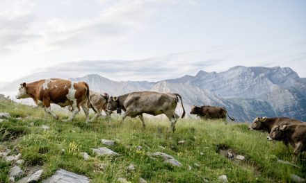 El Gobierno de Aragón destaca la importancia económica, medioambiental y cultural de la trashumancia en la comunidad