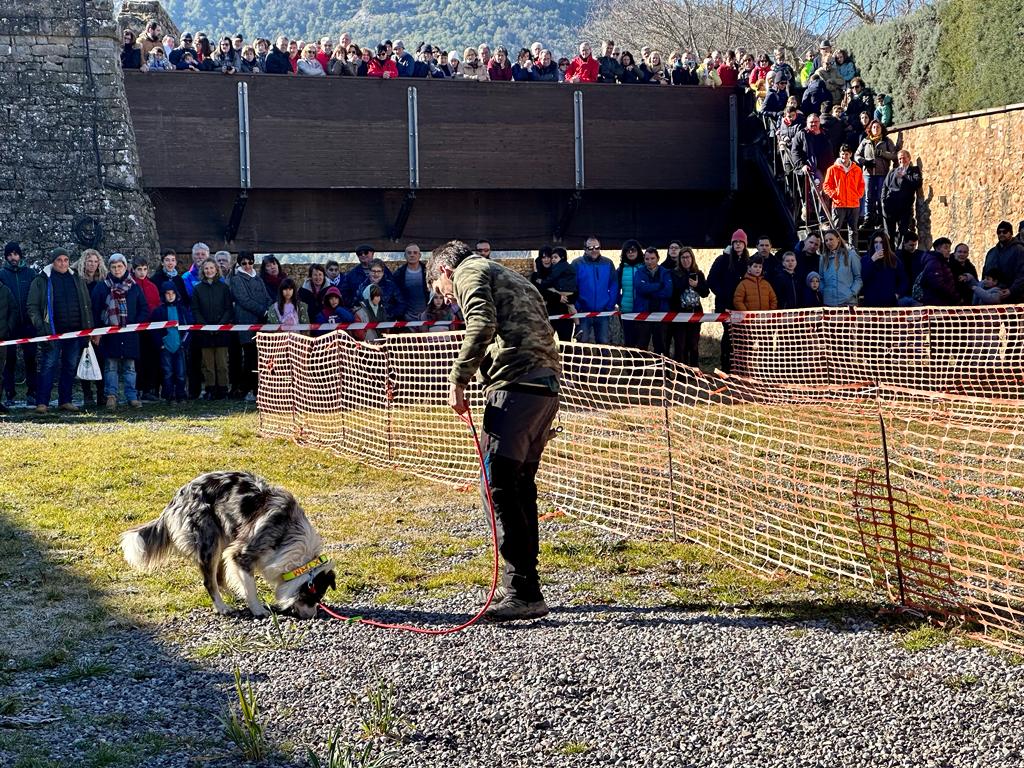 Demostración de caza de trufa con perros en la edición de 2023