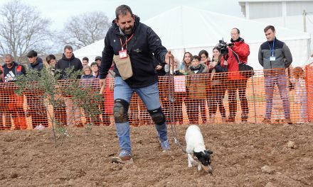 Carlos Javier Diarte y Laica ganan el IV Concurso Nacional de Perros Truferos de la Sierra del Moncayo