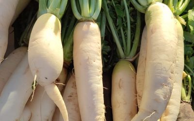 Los Bib Gourmand de Aragón se reúnen en torno al nabo